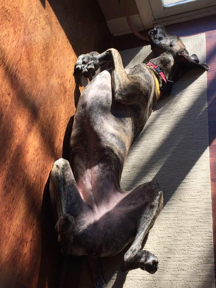Lounging in the sun