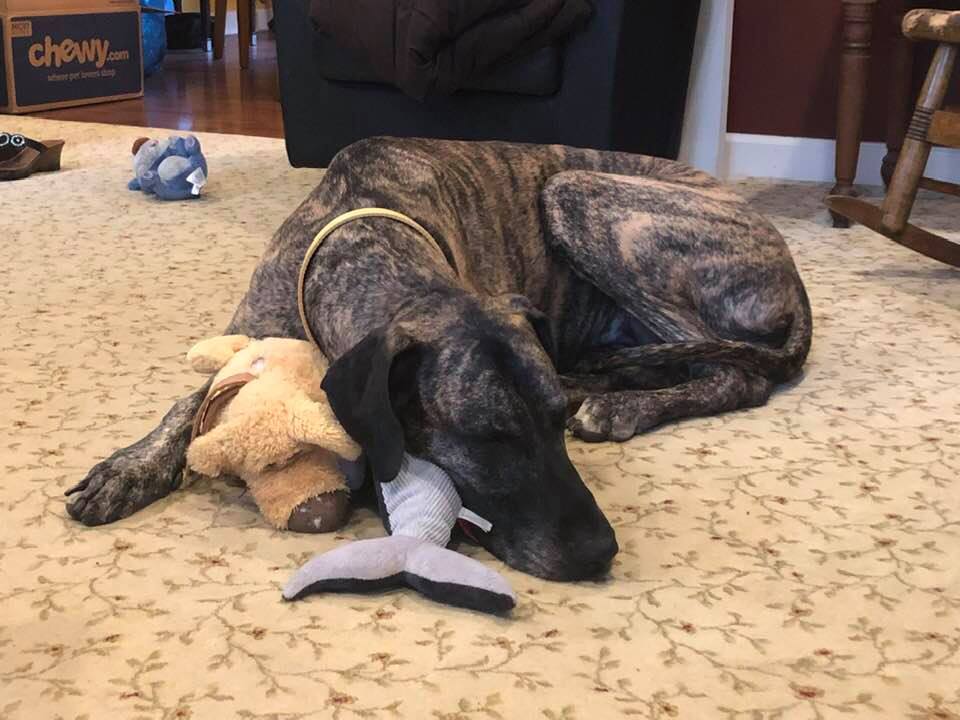 Great Dane with stuffed toys