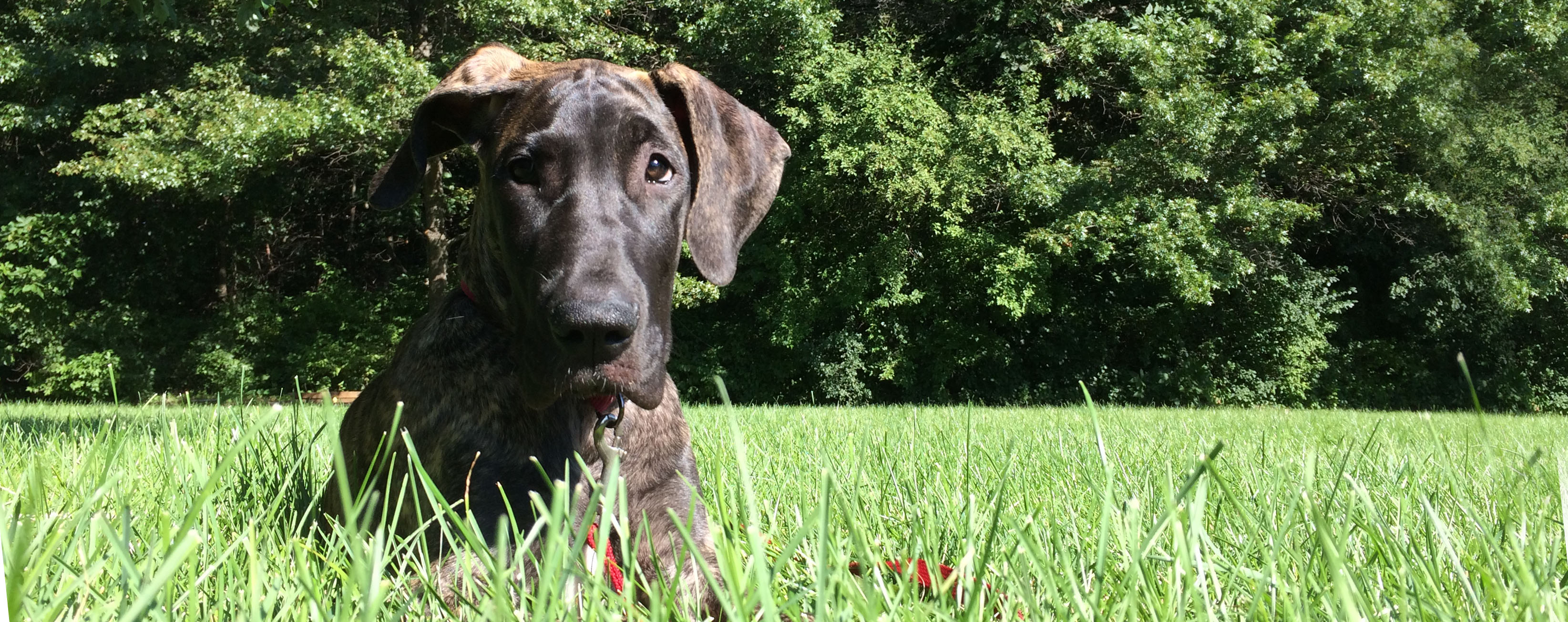 First Time Great Dane Owner Checklist 